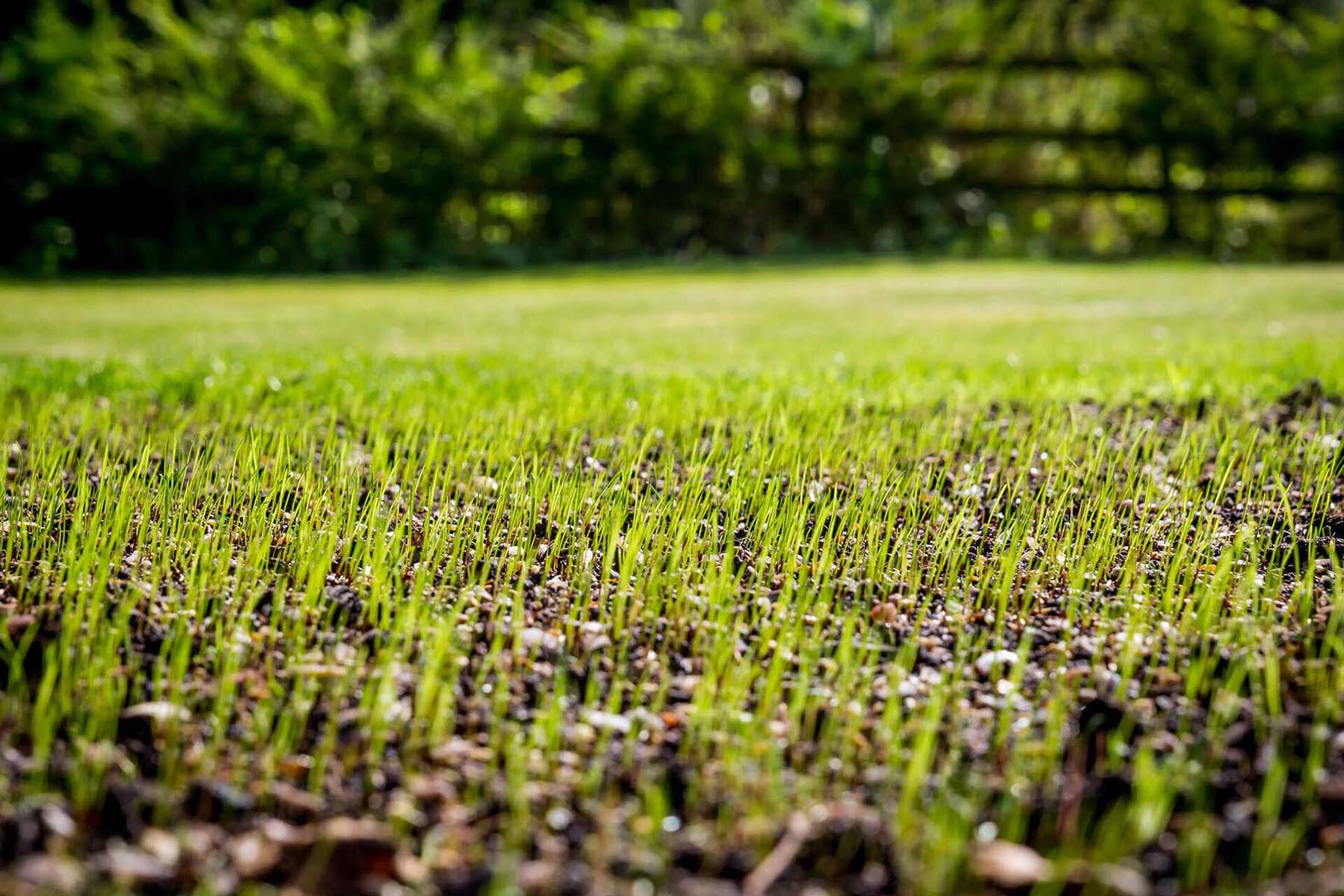 How To Make Grass Seed Grow Faster