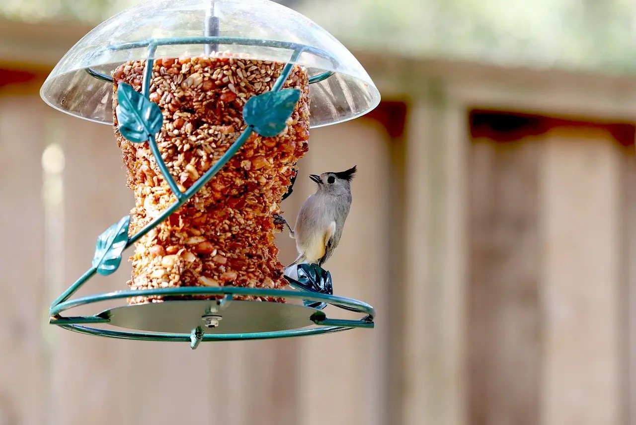 How To Make Hot Pepper Bird Seed