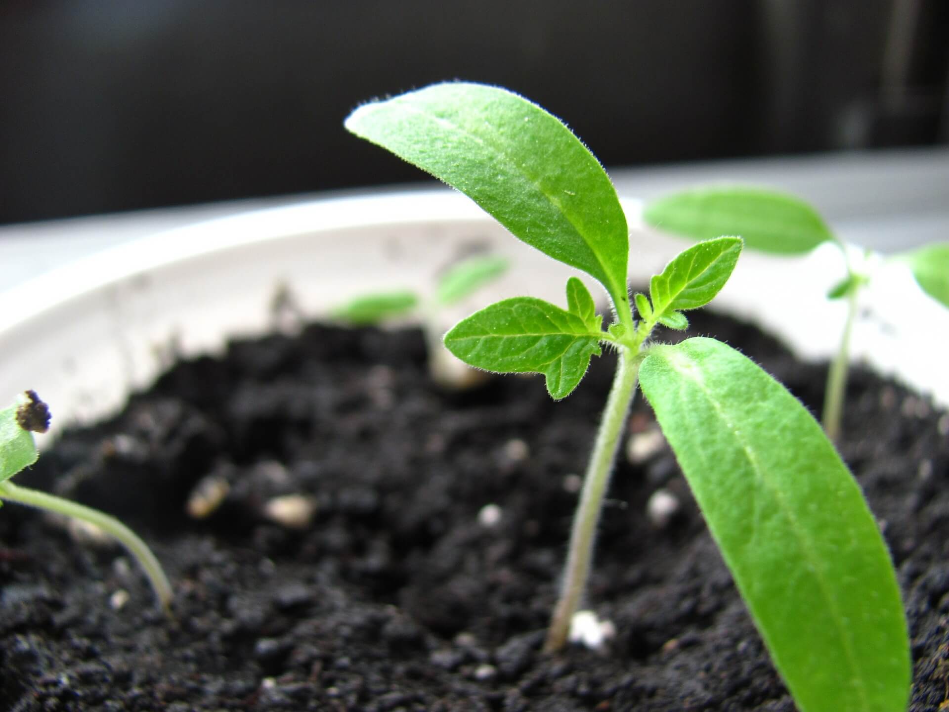How To Make Seeds Grow