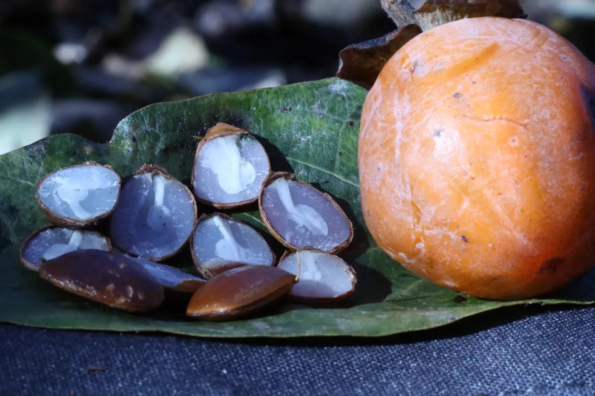 How To Open Persimmon Seed