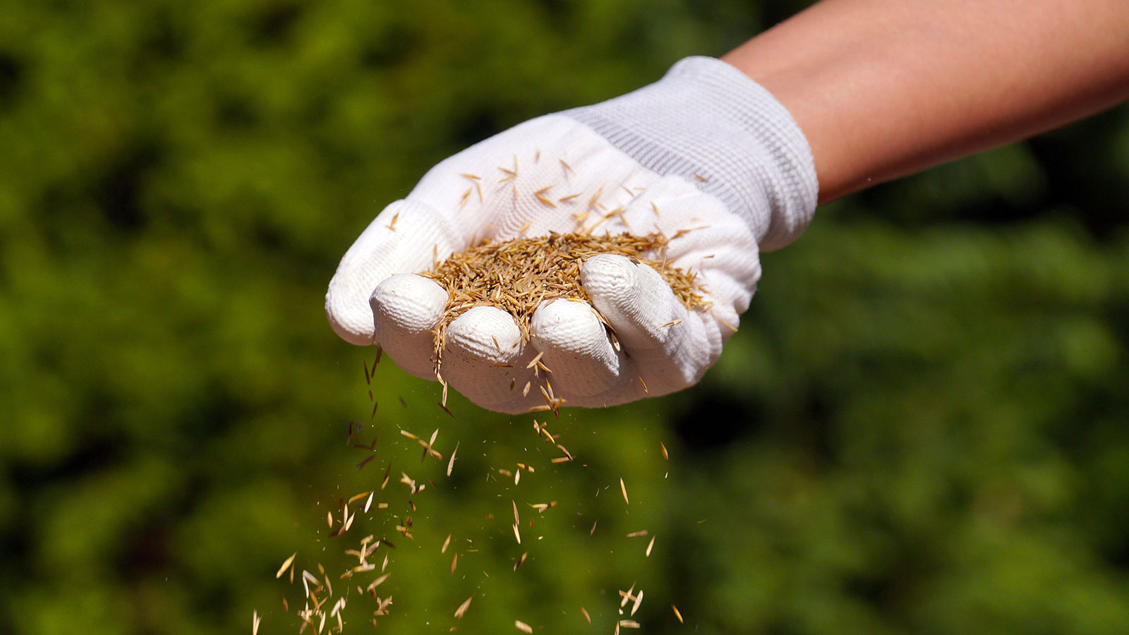 How To Overseed Grass