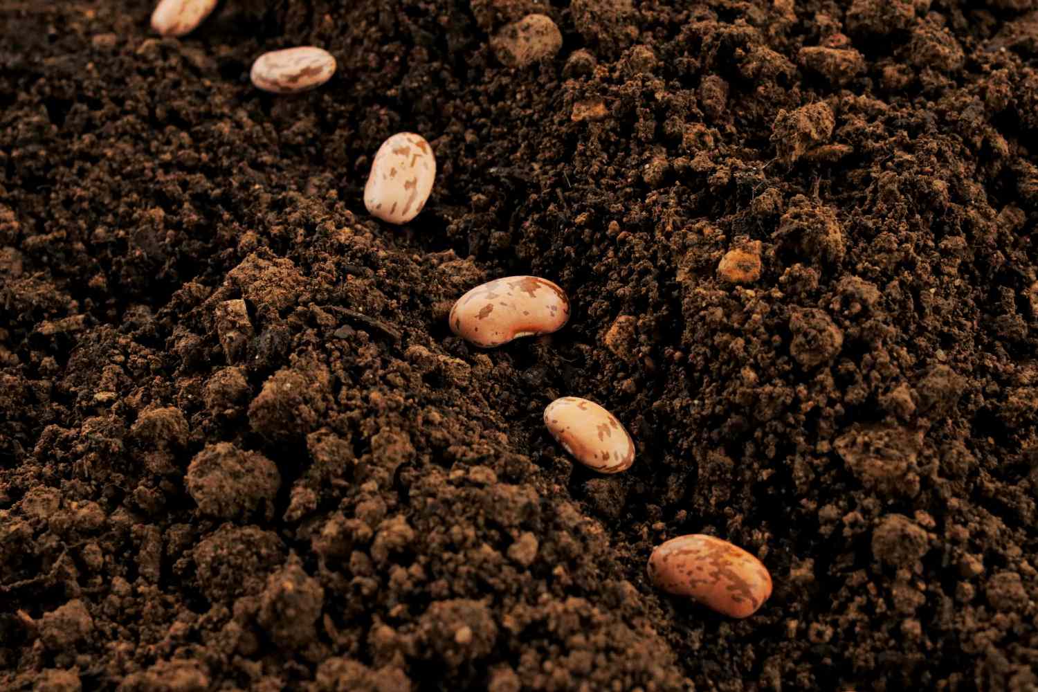 How To Plant A Bean Seed