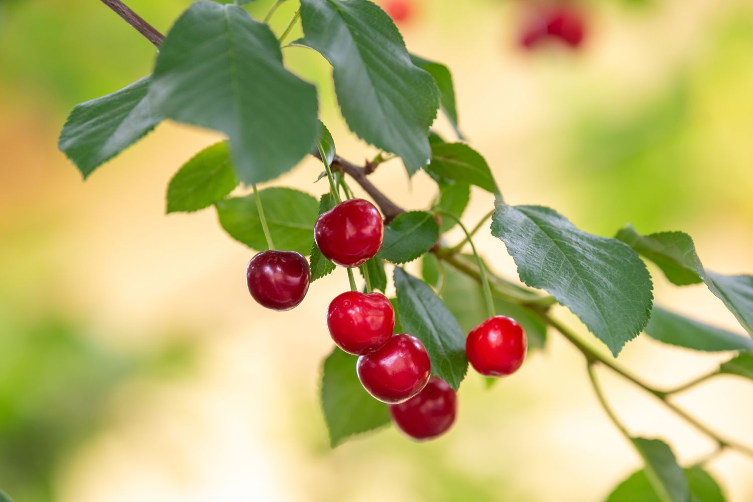 How To Plant A Cherry Tree From Seed