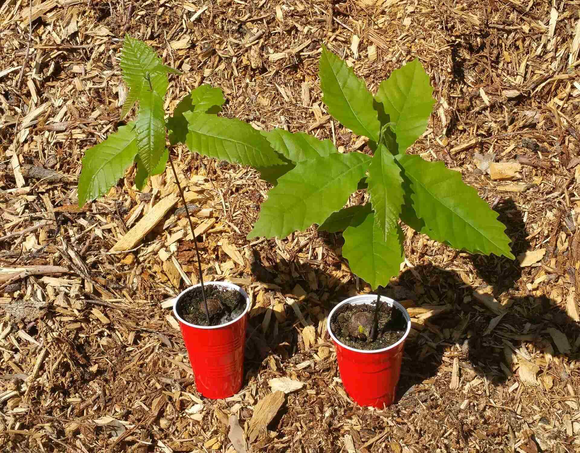 How To Plant A Chestnut Seed
