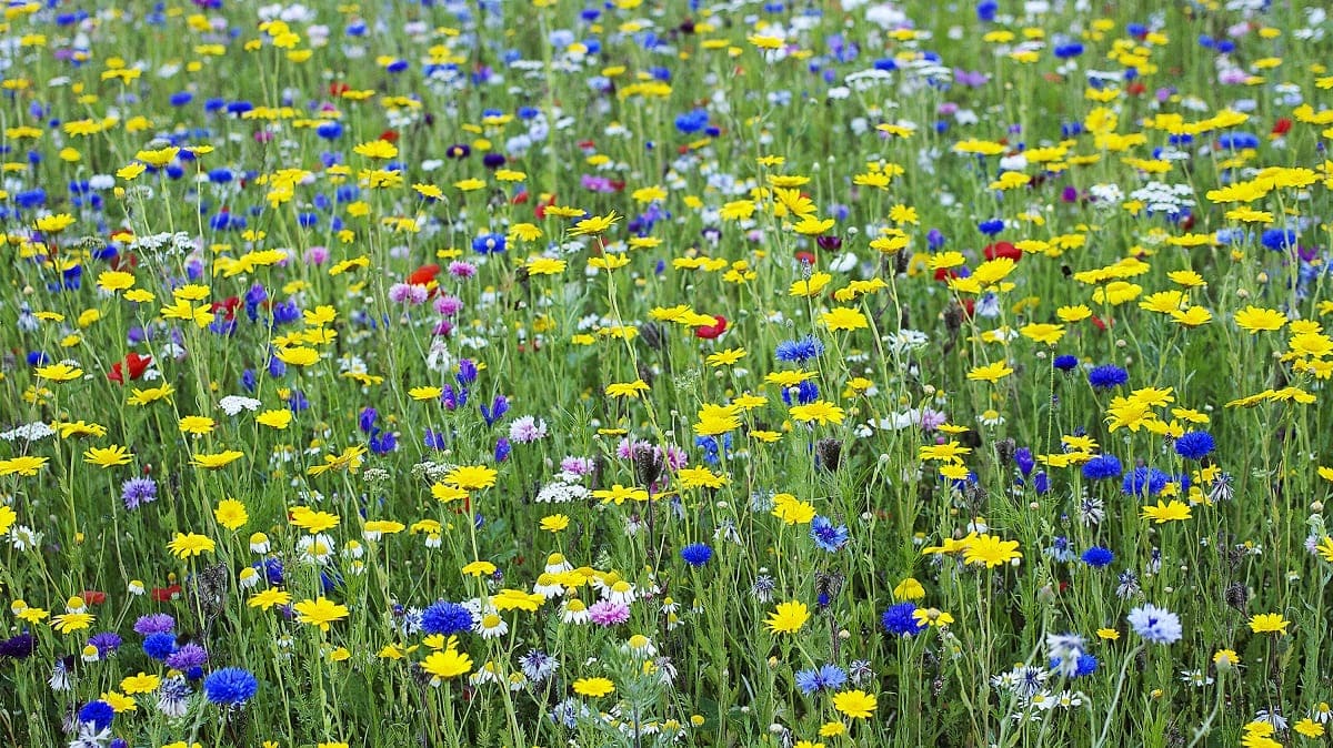 How To Plant A Field With Native Wild Flowers