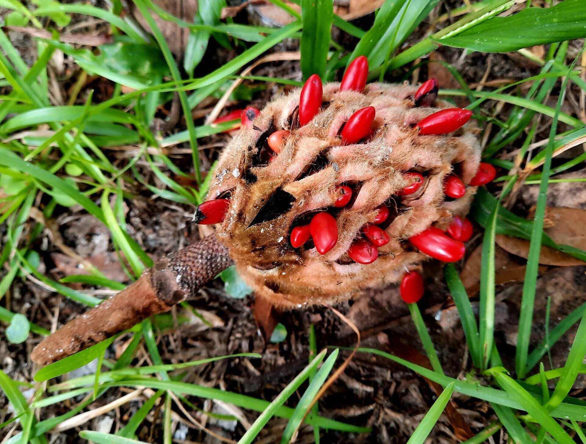 Magnolia Tree Seed Pod AP By Dan Carmichael 58 OFF