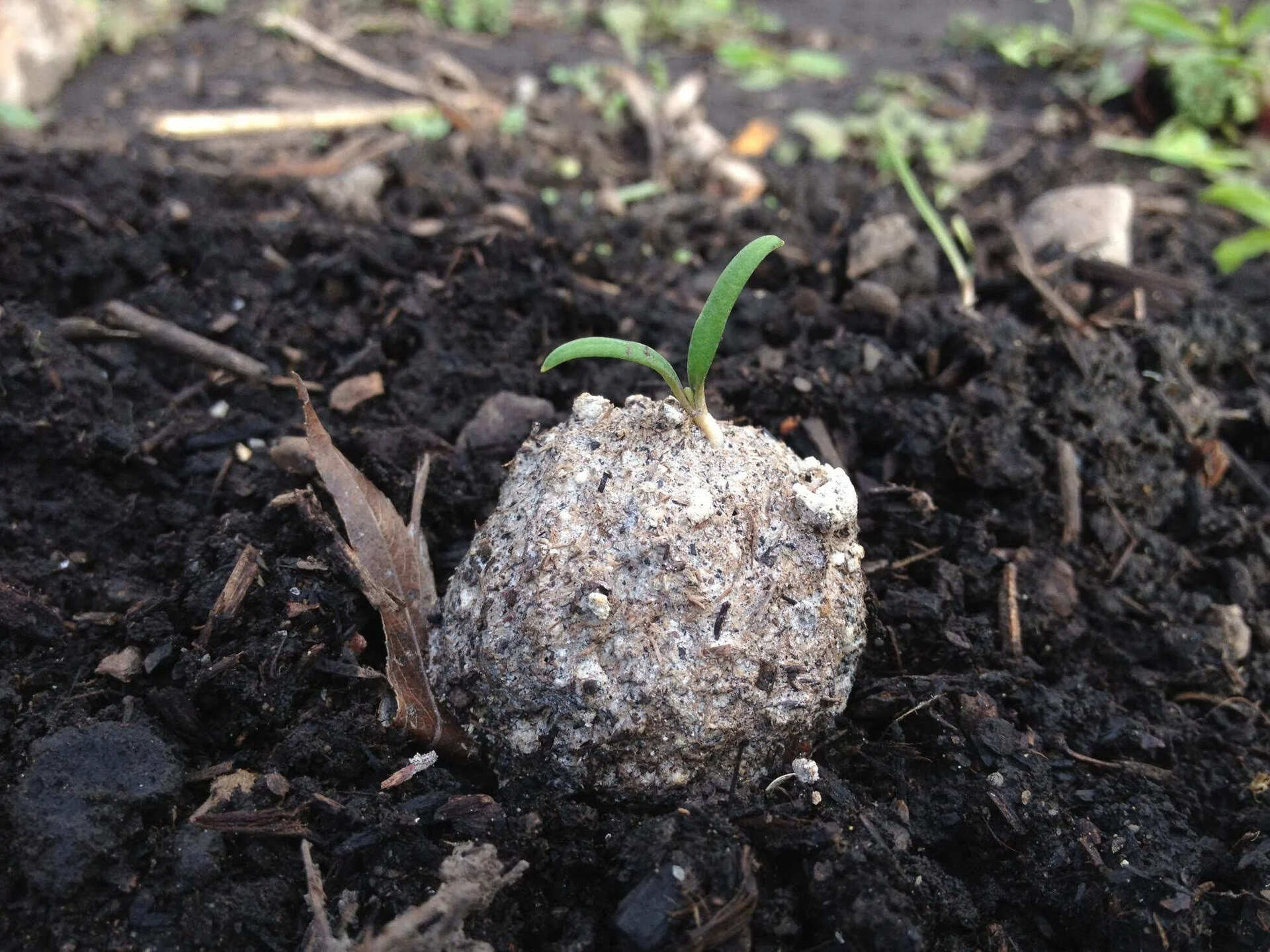 How To Plant A Seed Bomb