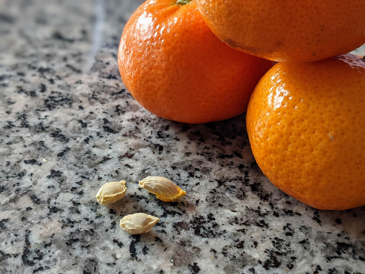 How To Plant A Tangerine Seed