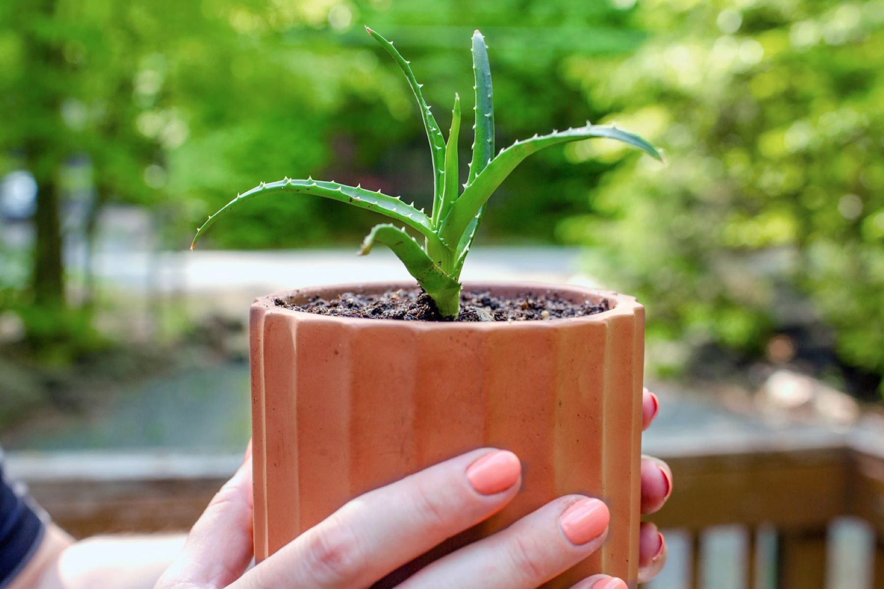 How To Plant Aloe Vera Seeds