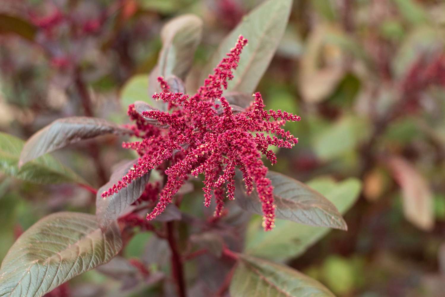 How To Plant Amaranth Seeds