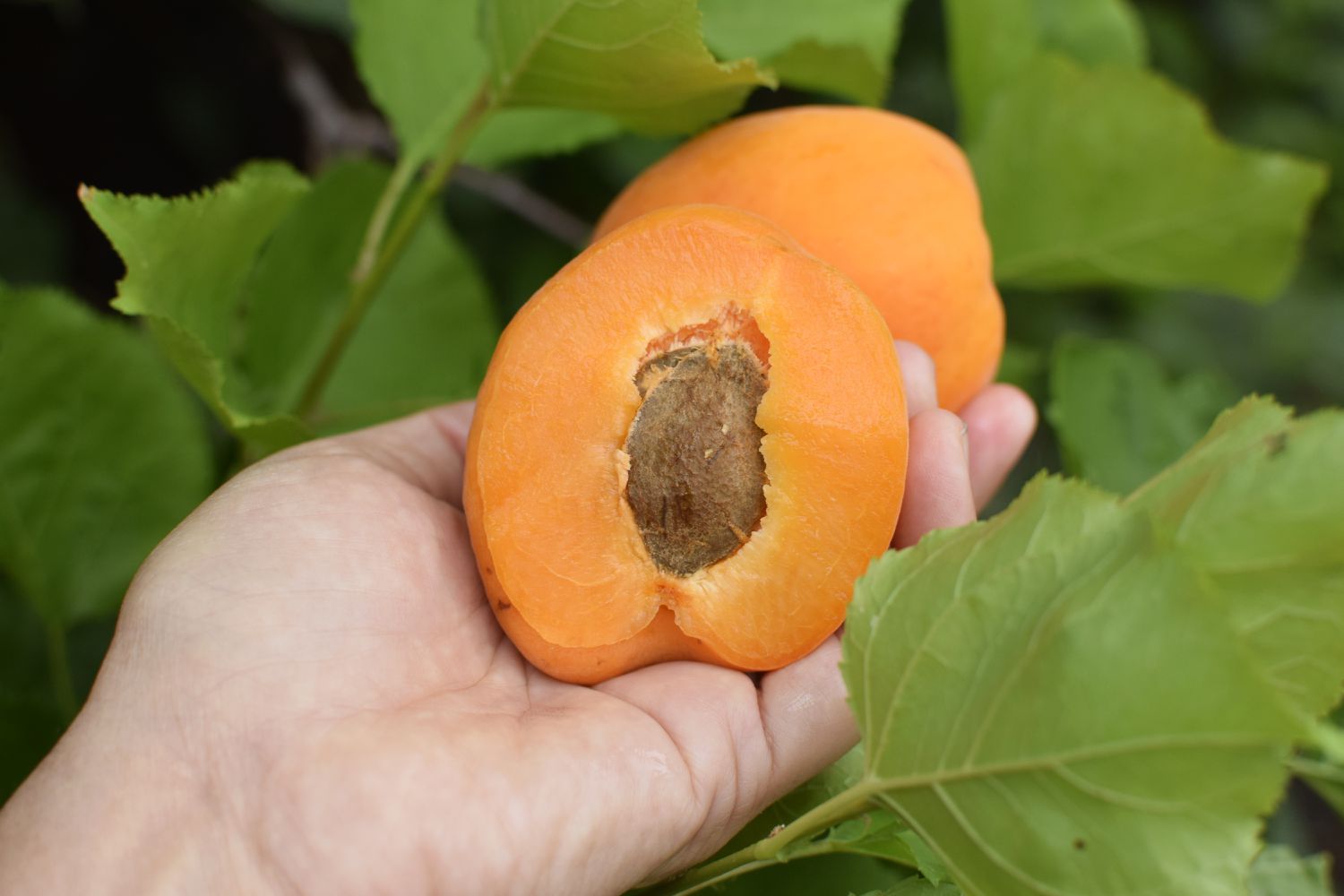 How To Plant An Apricot Seed