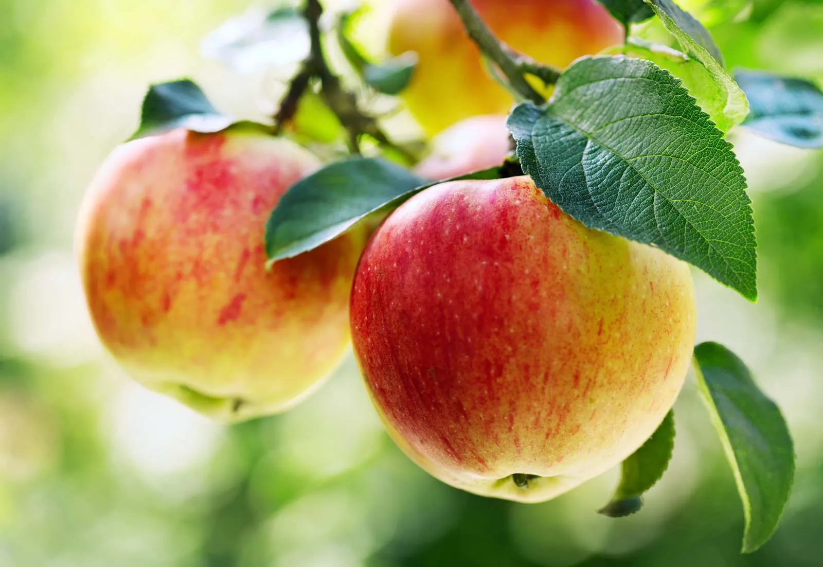 How To Plant Apple Seeds
