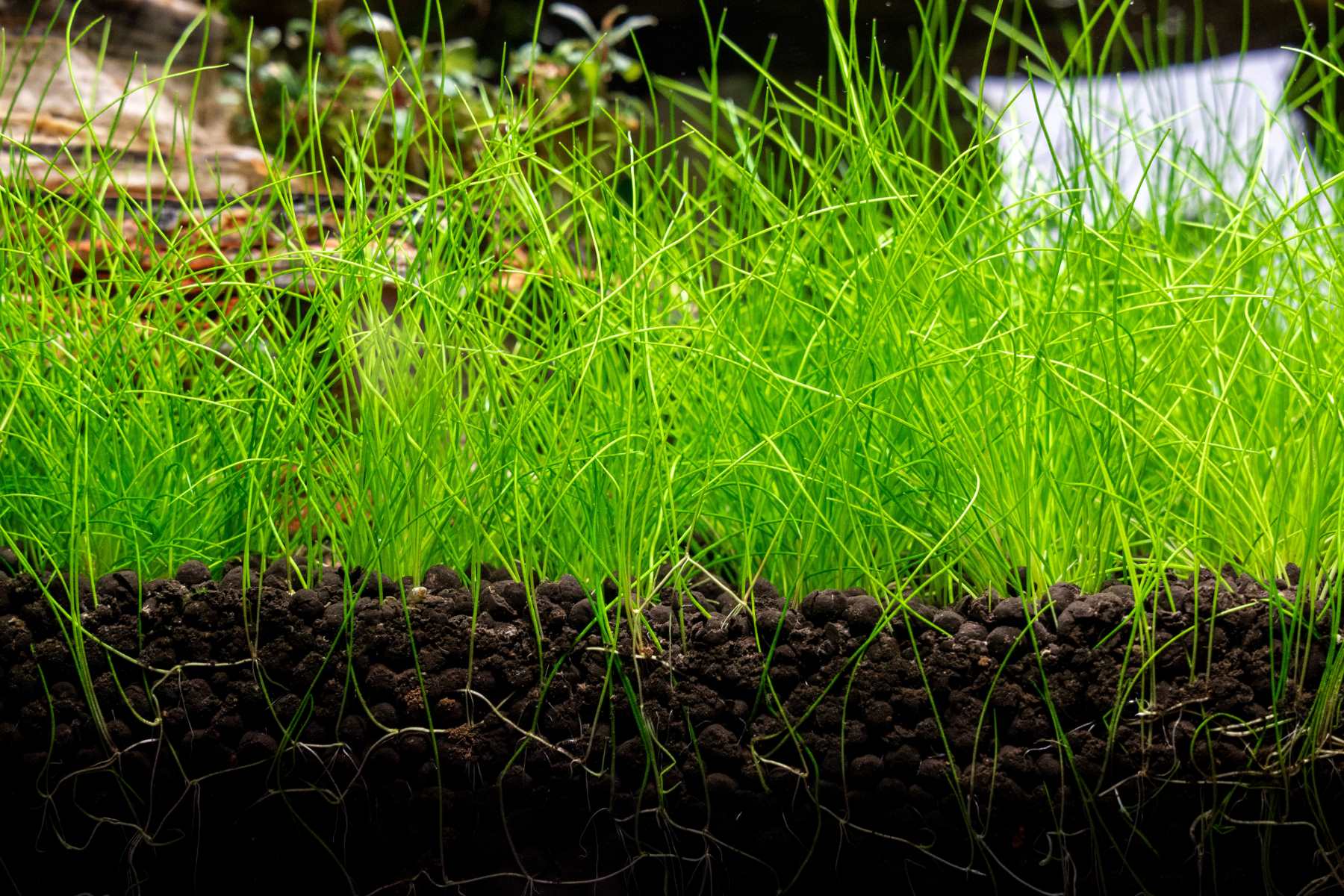 How To Plant Aquarium Grass Seeds