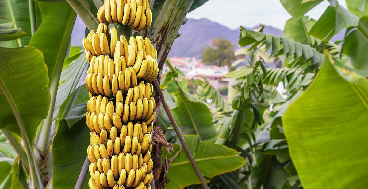 How To Plant Banana Seeds