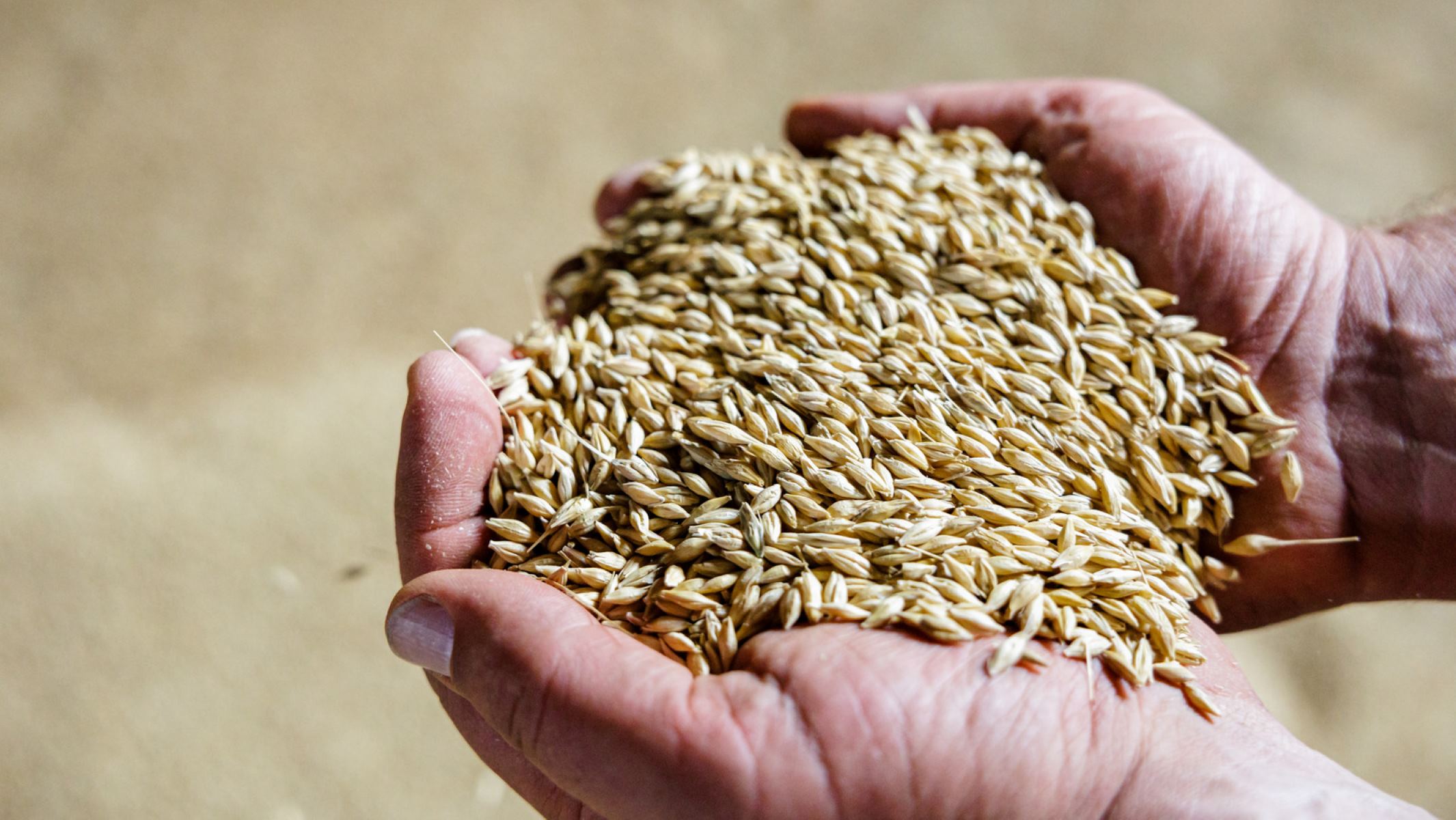 How To Plant Barley Seeds