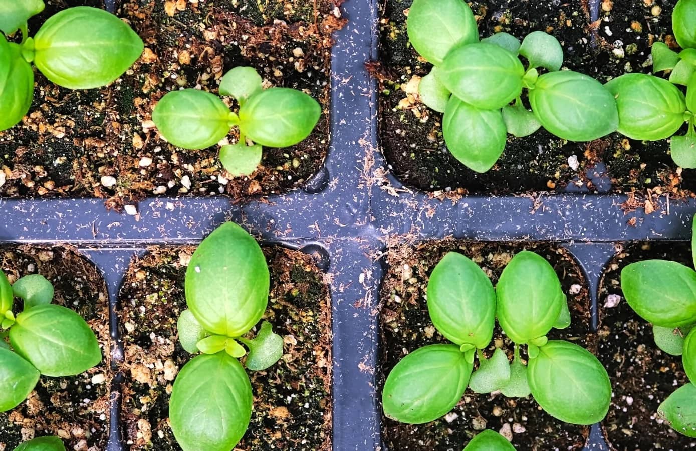 How To Plant Basil From Seeds