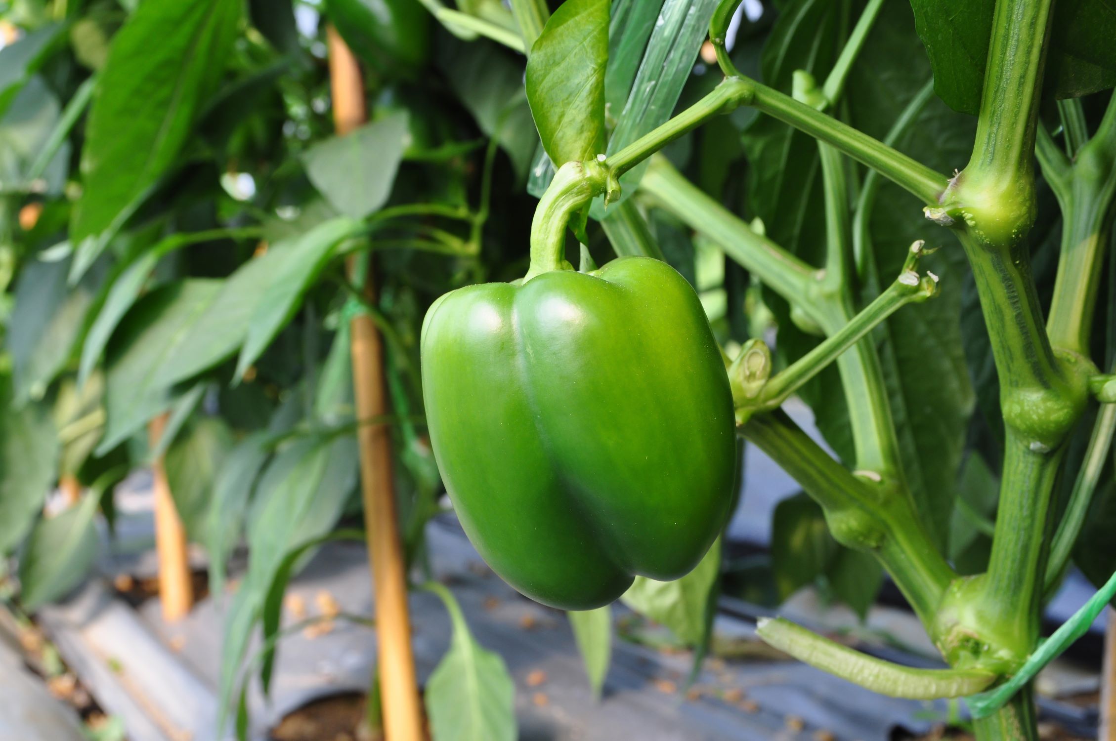 How To Plant Bell Pepper Seeds