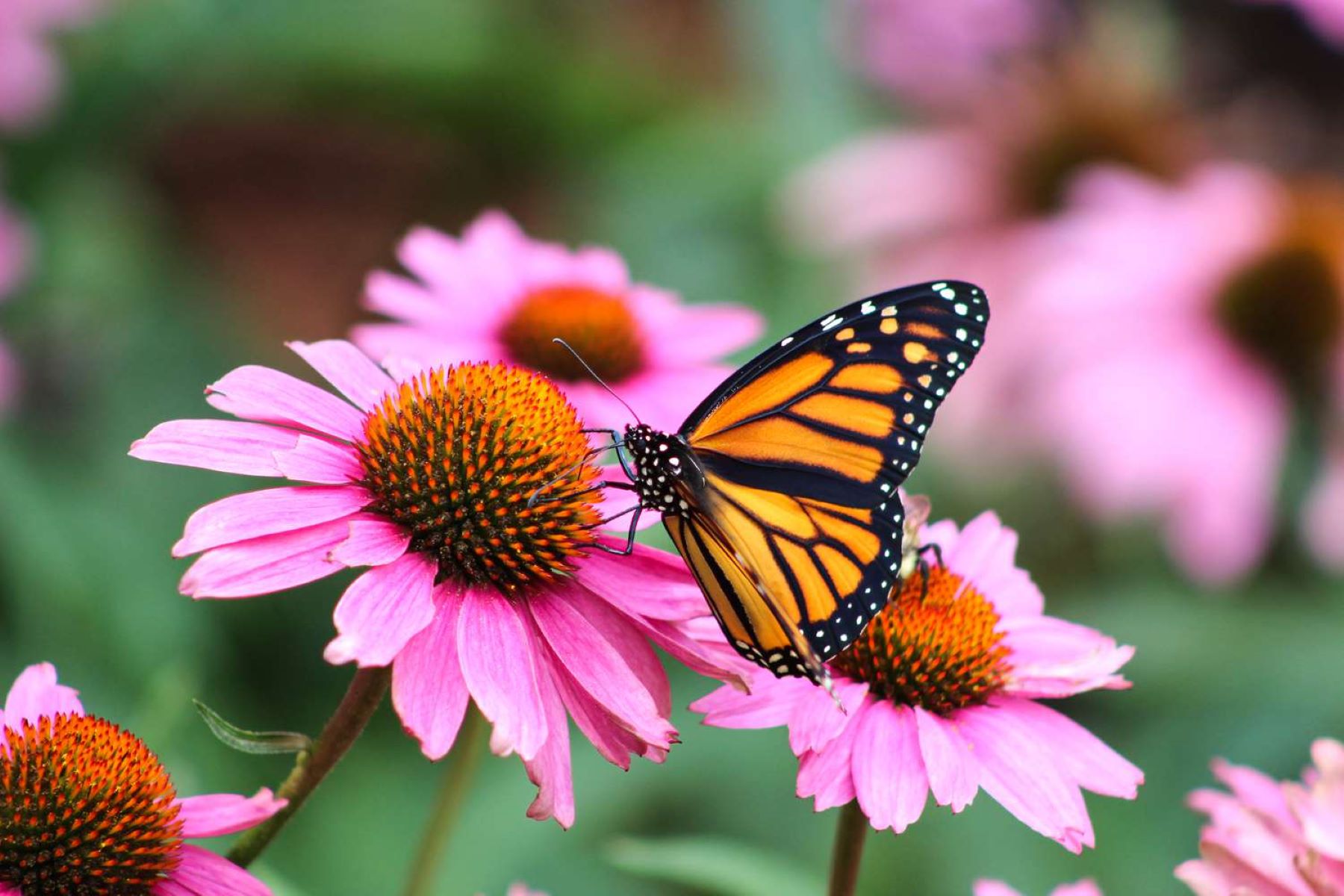 How To Plant Butterfly Perennial Seed Packet
