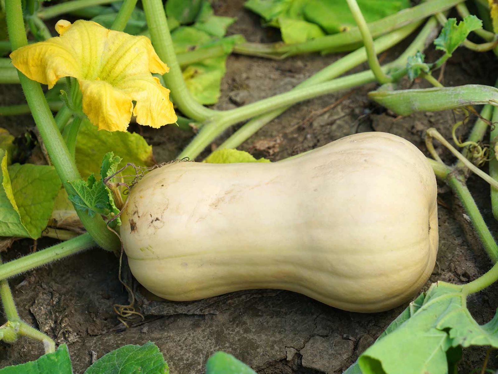 How To Plant Butternut Squash Seeds