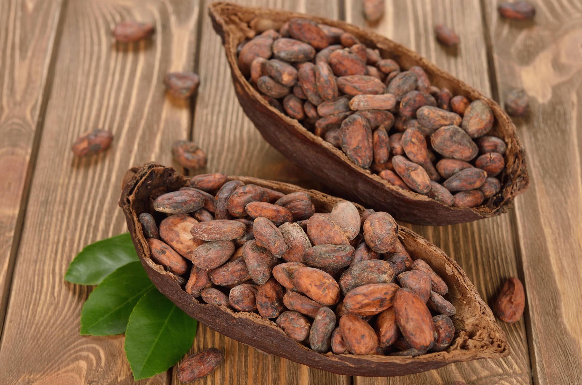 How To Plant Cacao Seeds