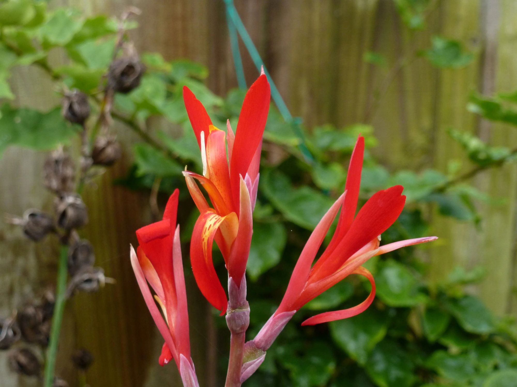 How To Plant Canna Lily Seeds