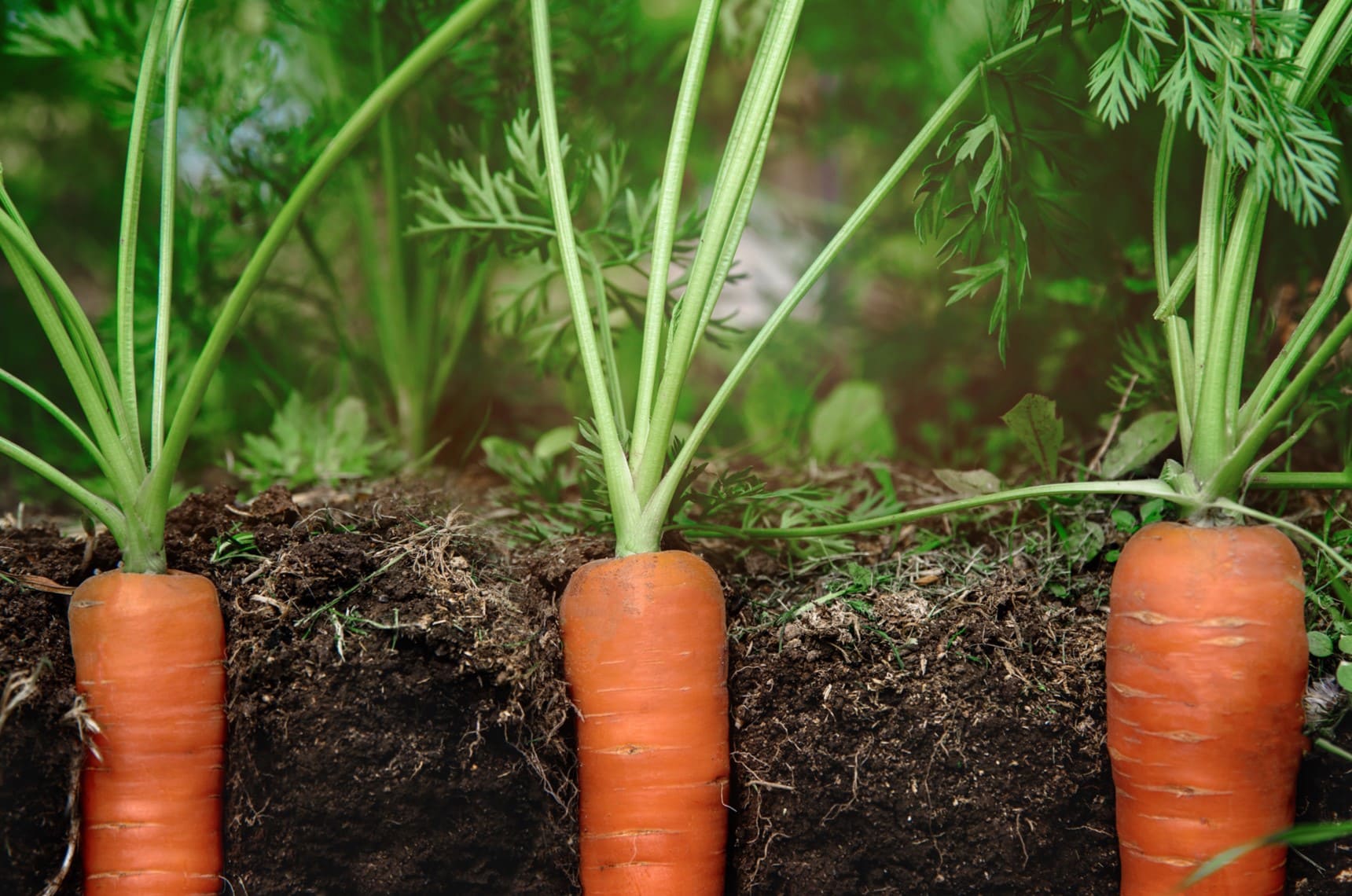 How To Plant Carrot Seeds