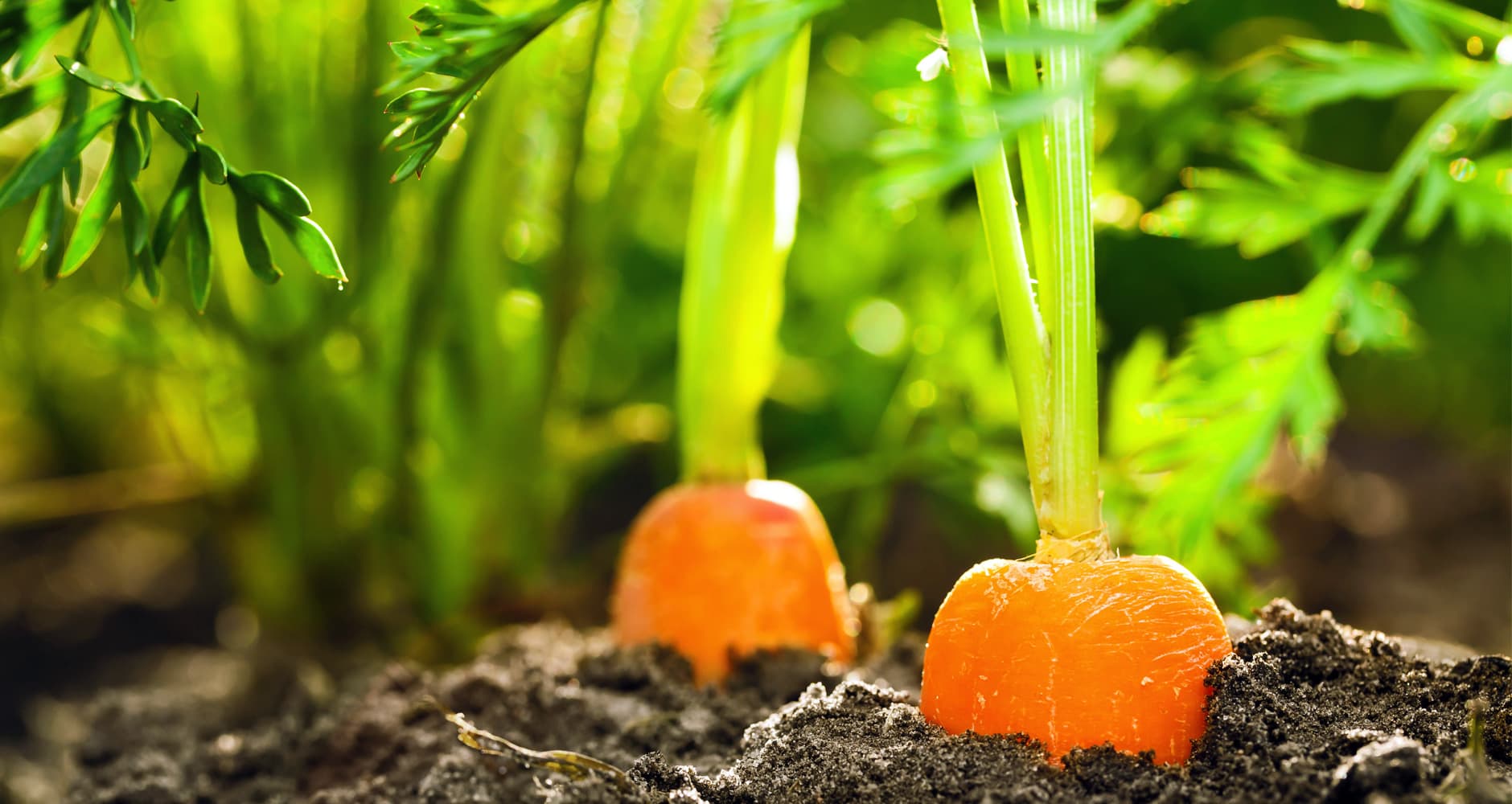 How To Plant Carrot Seeds In Garden