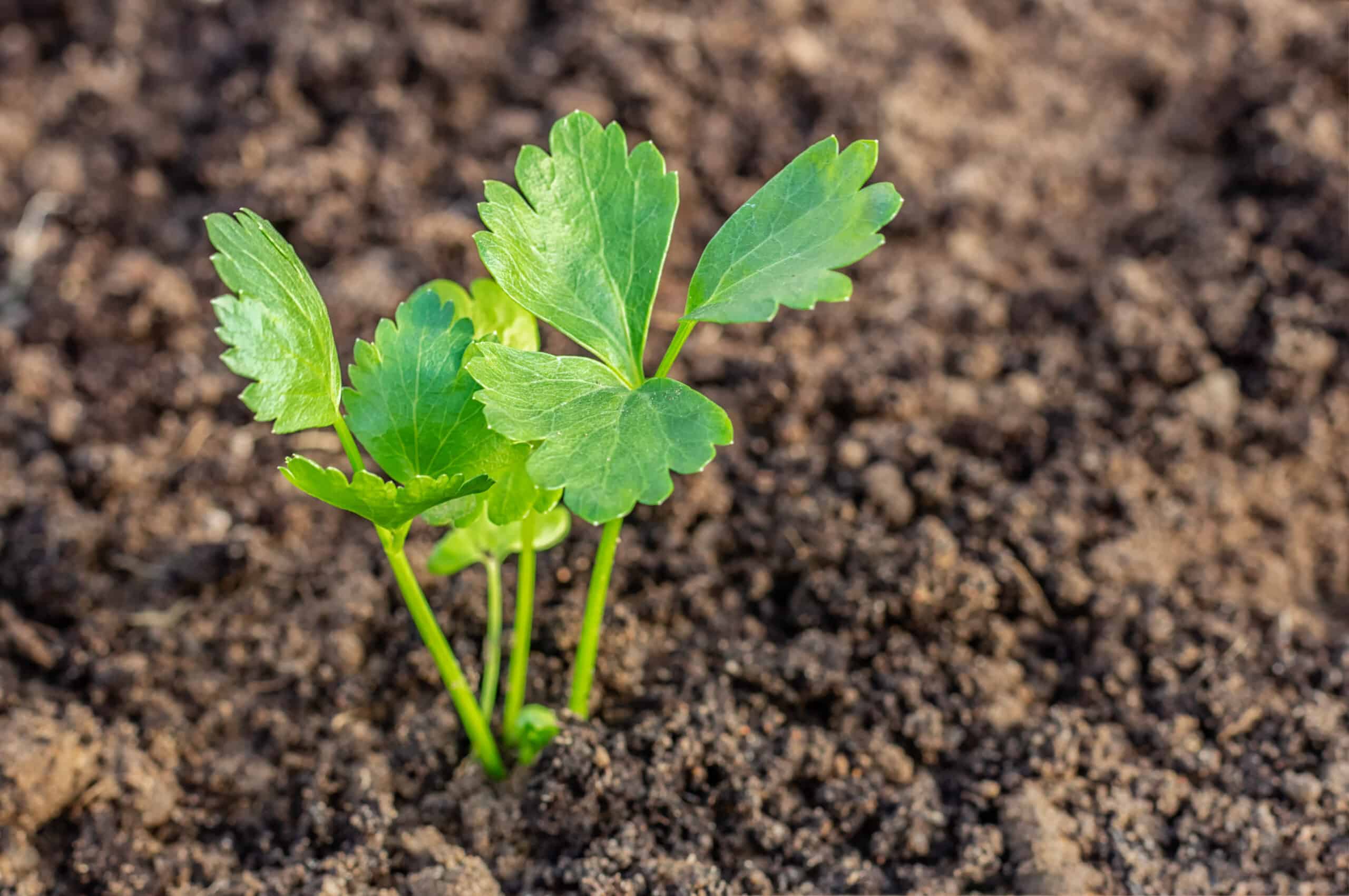 How To Plant Celery Seeds