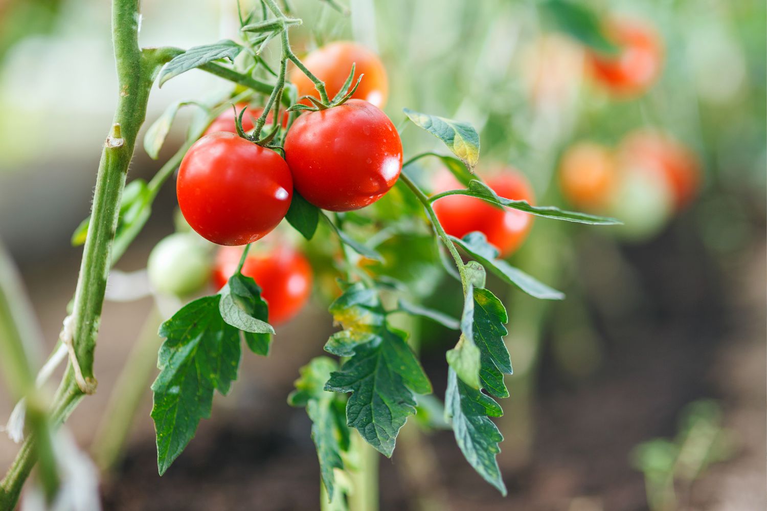 How To Plant Cherry Tomato Seeds
