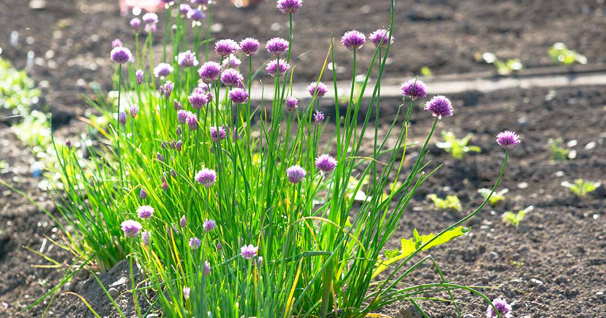 How To Plant Chive Seeds