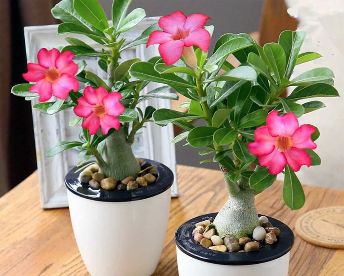 How To Plant Desert Rose Seeds