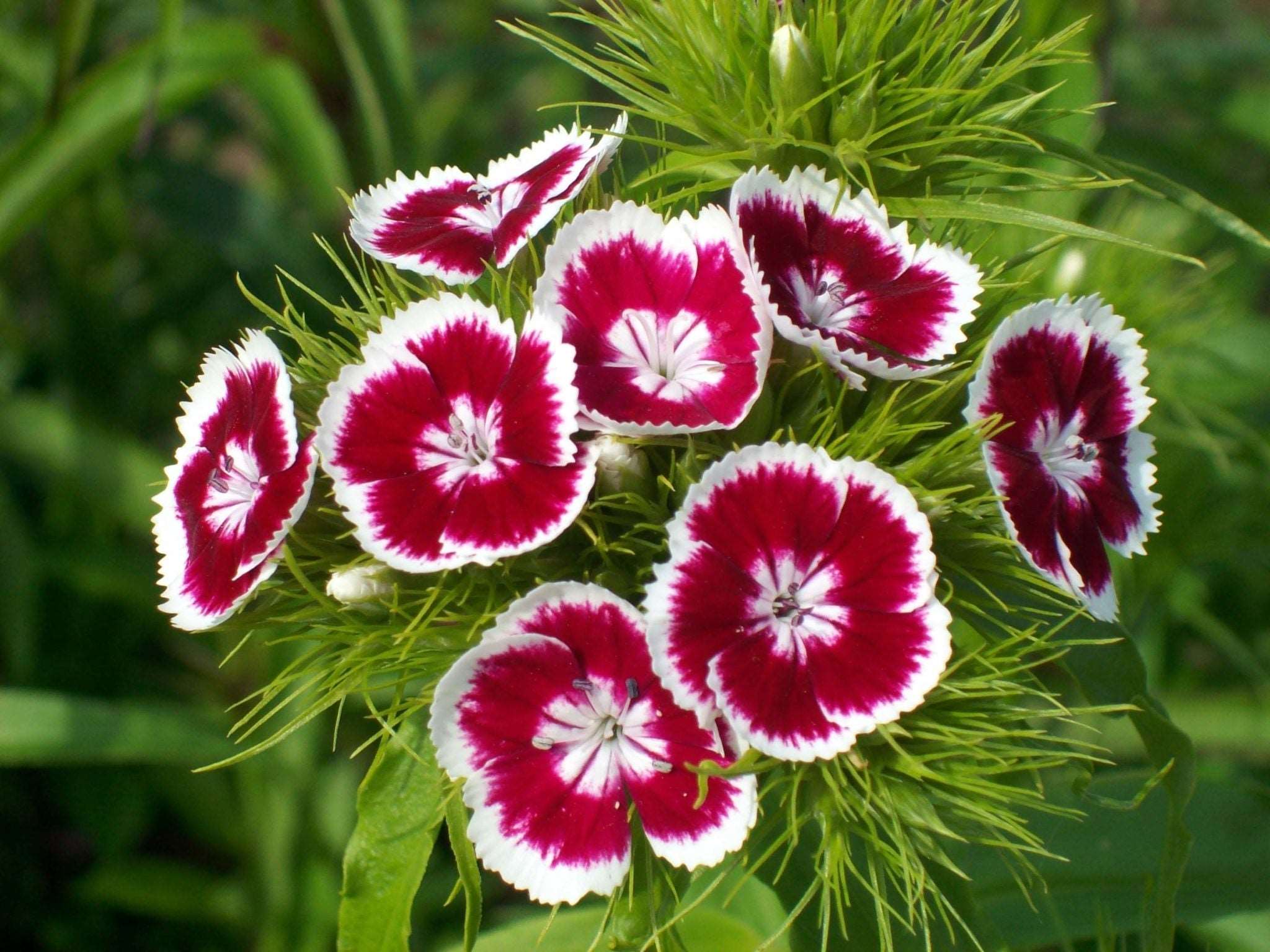 How To Plant Dianthus Seeds