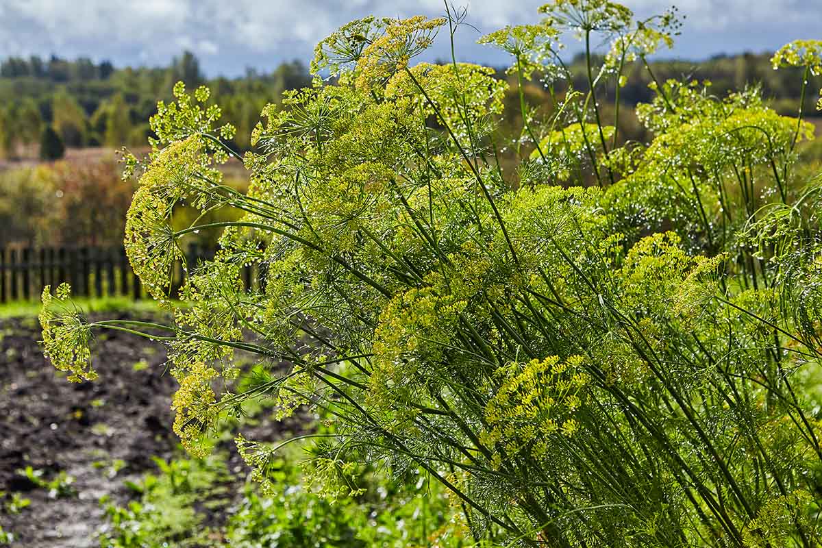 How To Plant Dill Seeds