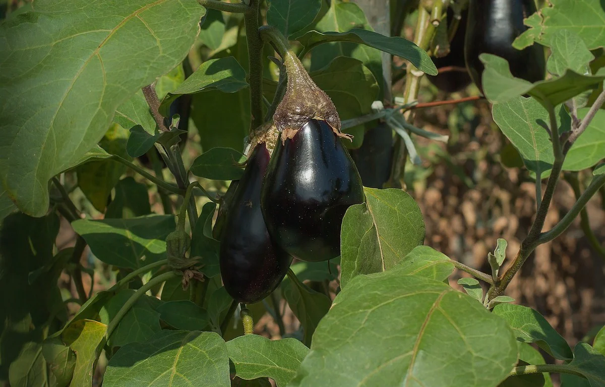 How To Plant Eggplant Seeds