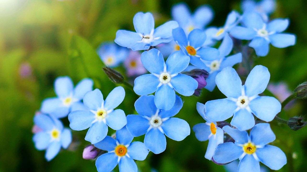 How To Plant Forget-Me-Not Seeds