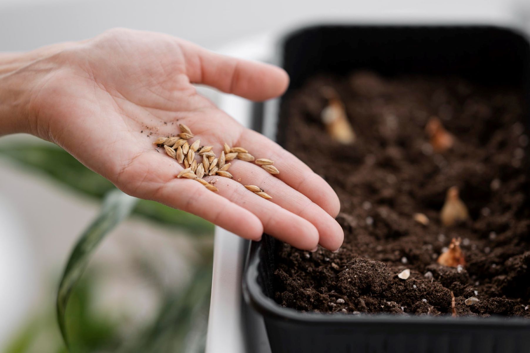 How To Plant From Seeds