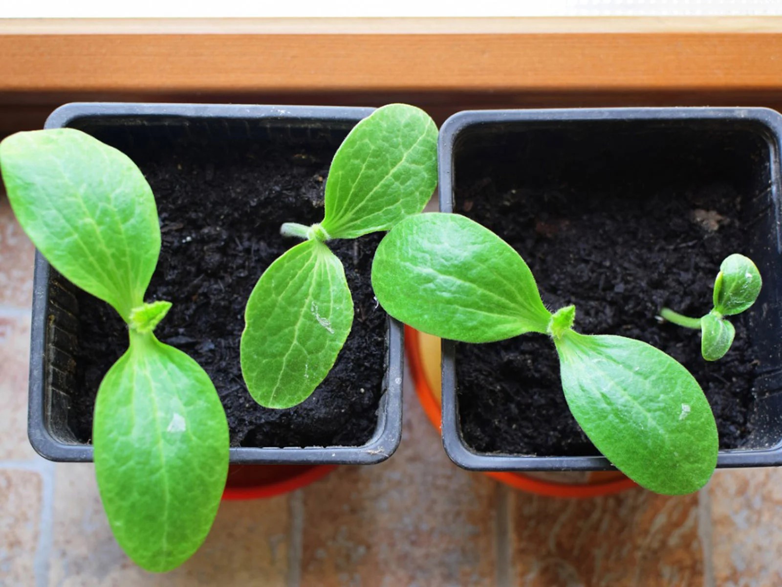 How To Plant Germinated Seed