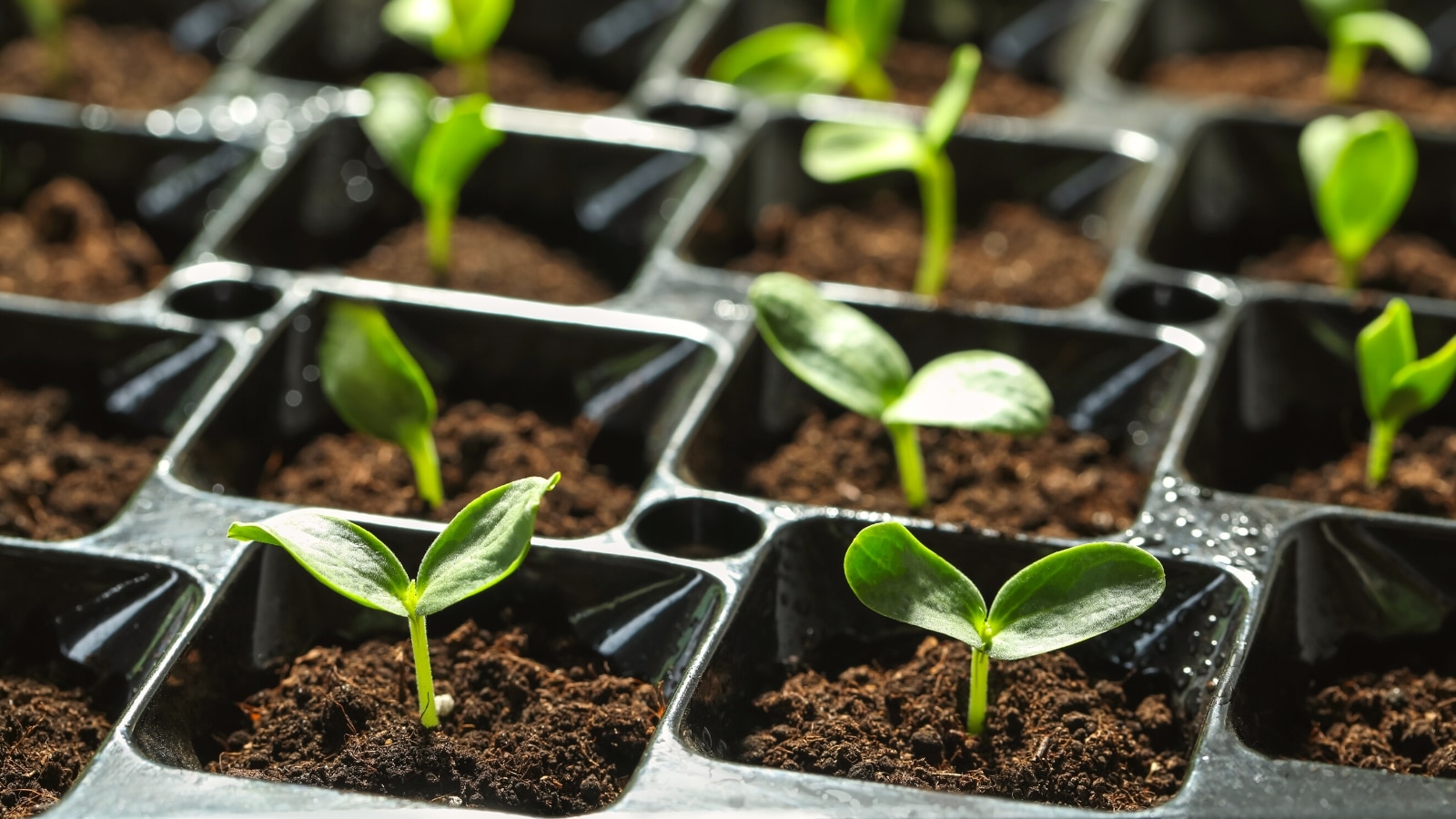 How To Plant Germinated Seeds