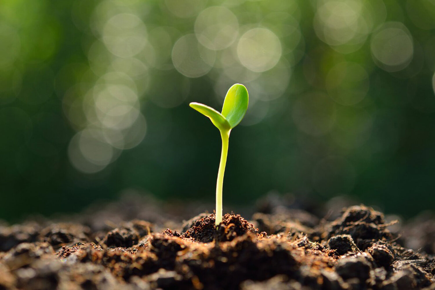 How To Plant Germinated Seeds In Soil