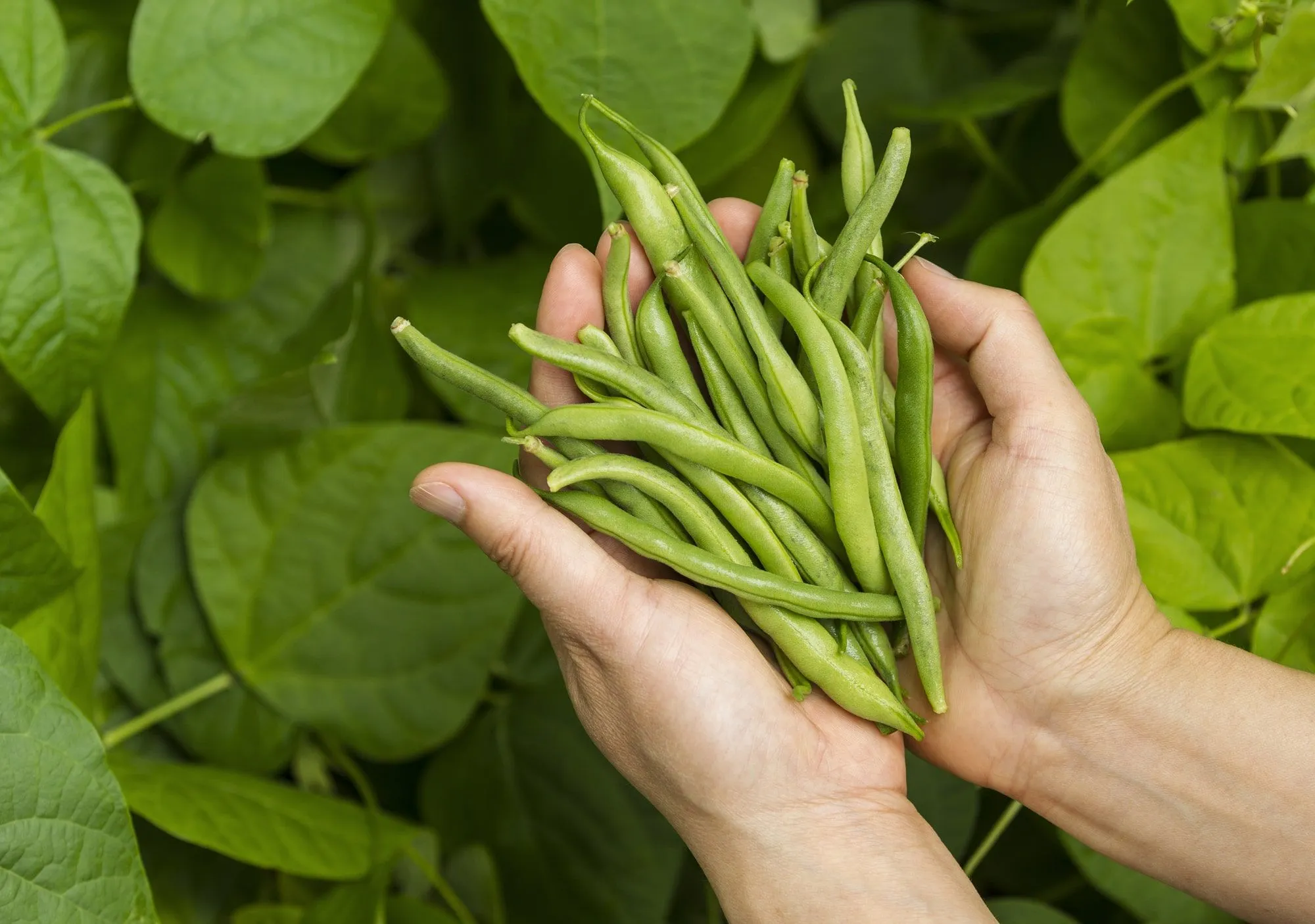 How To Plant Green Bean Seeds