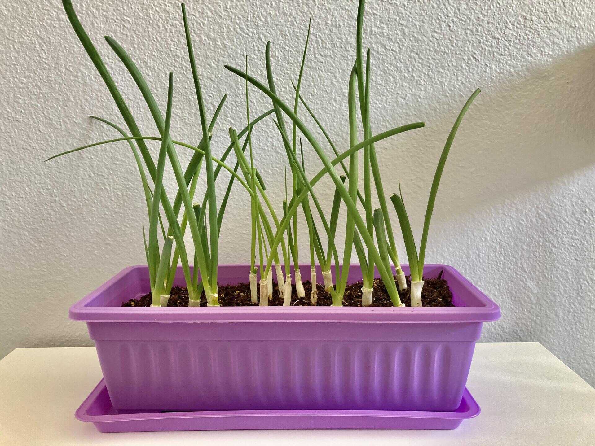 How To Plant Green Onions From Seed