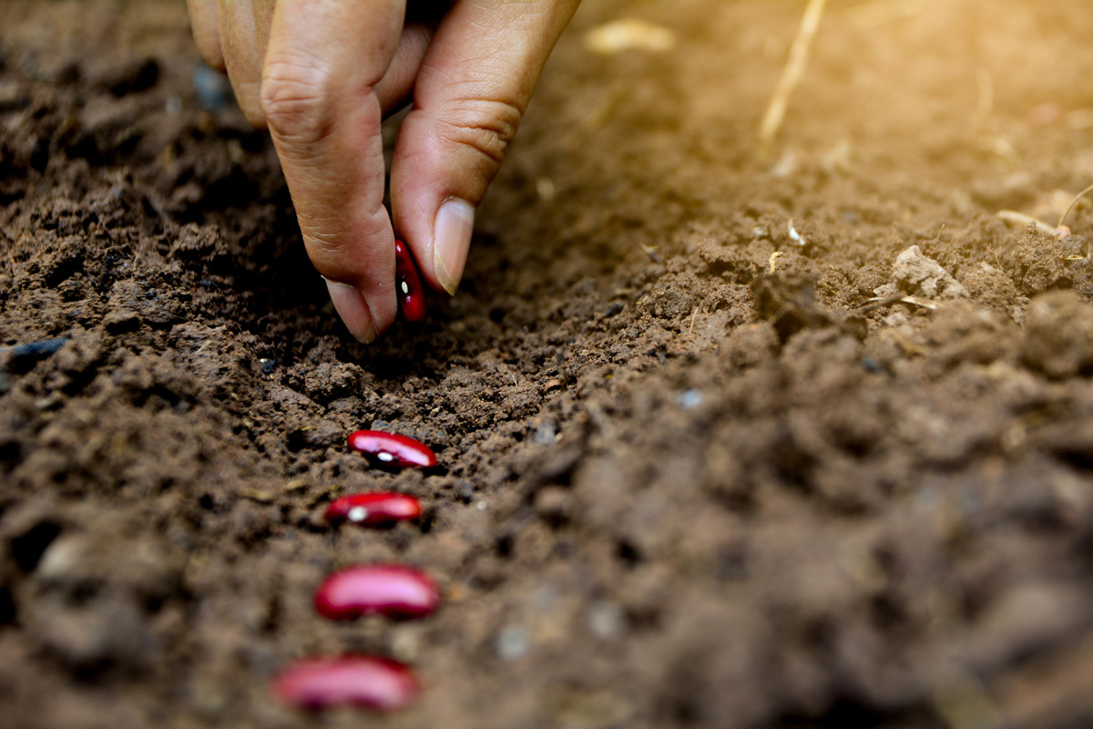 How To Plant Heirloom Seeds