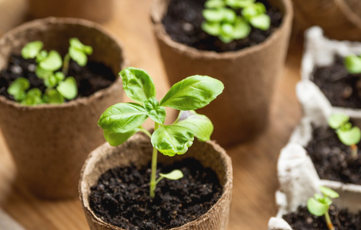 How To Plant Herb Seeds