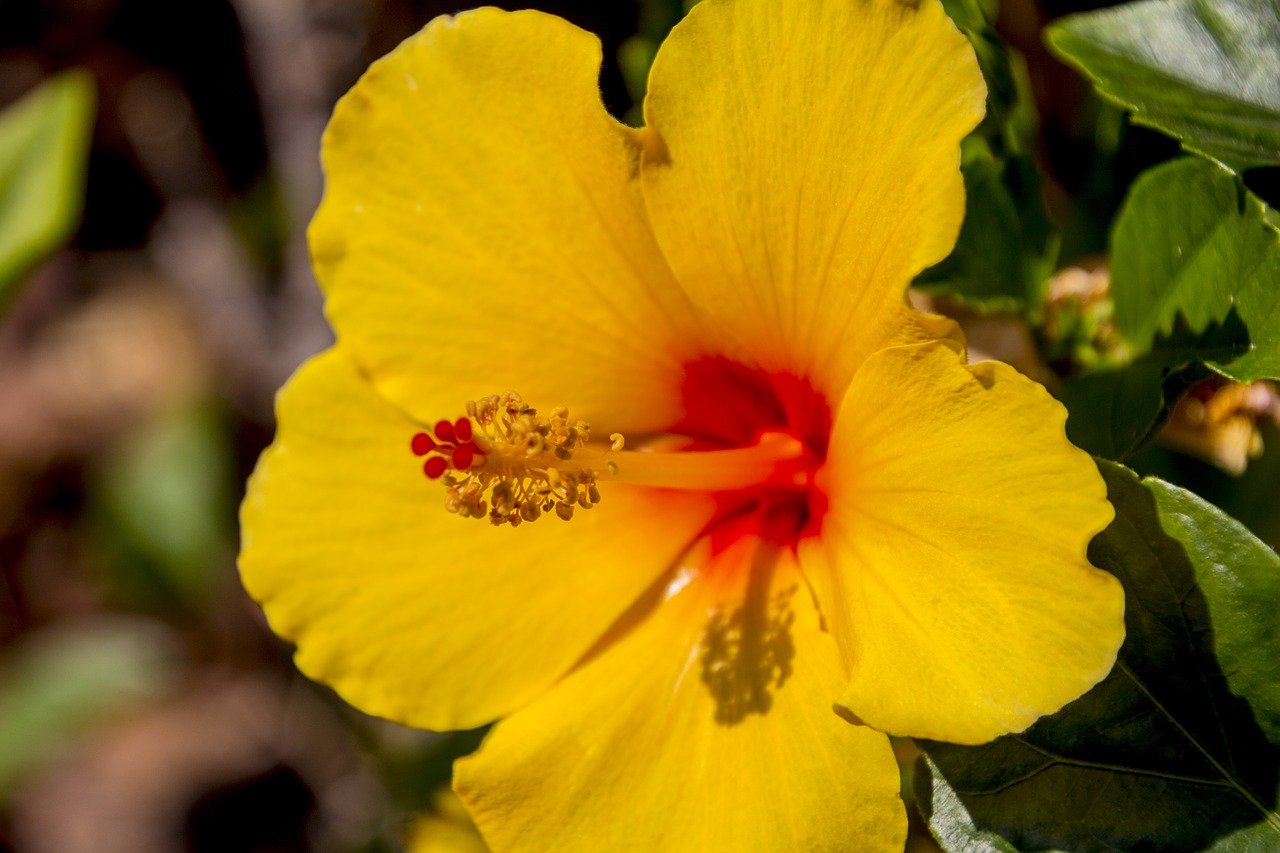 How To Plant Hibiscus Seeds