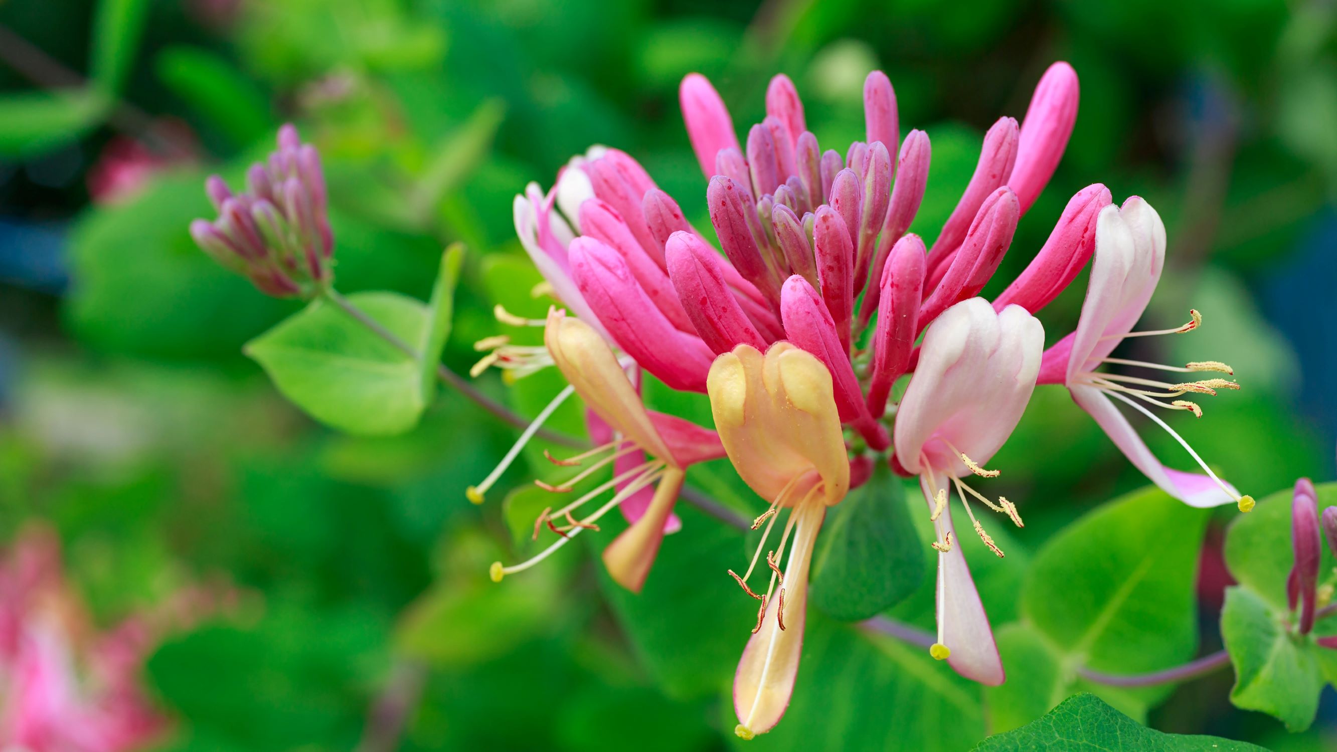 How To Plant Honeysuckle Seeds