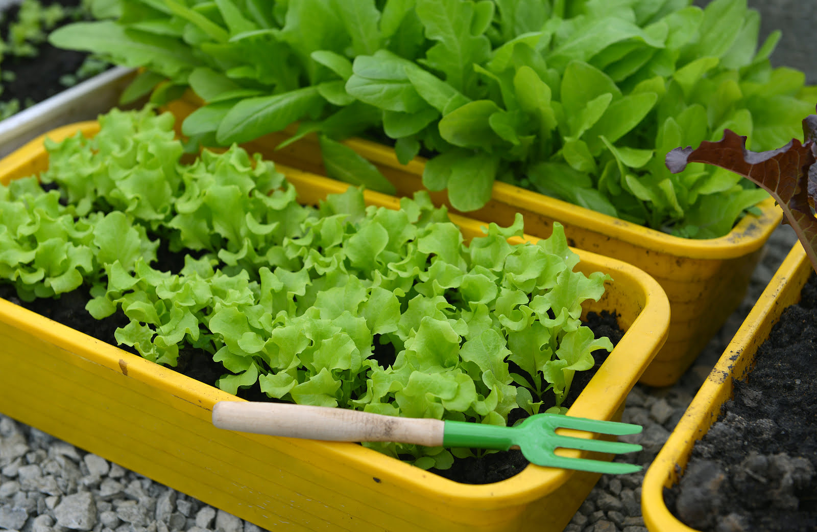 How To Plant Lettuce From Seed