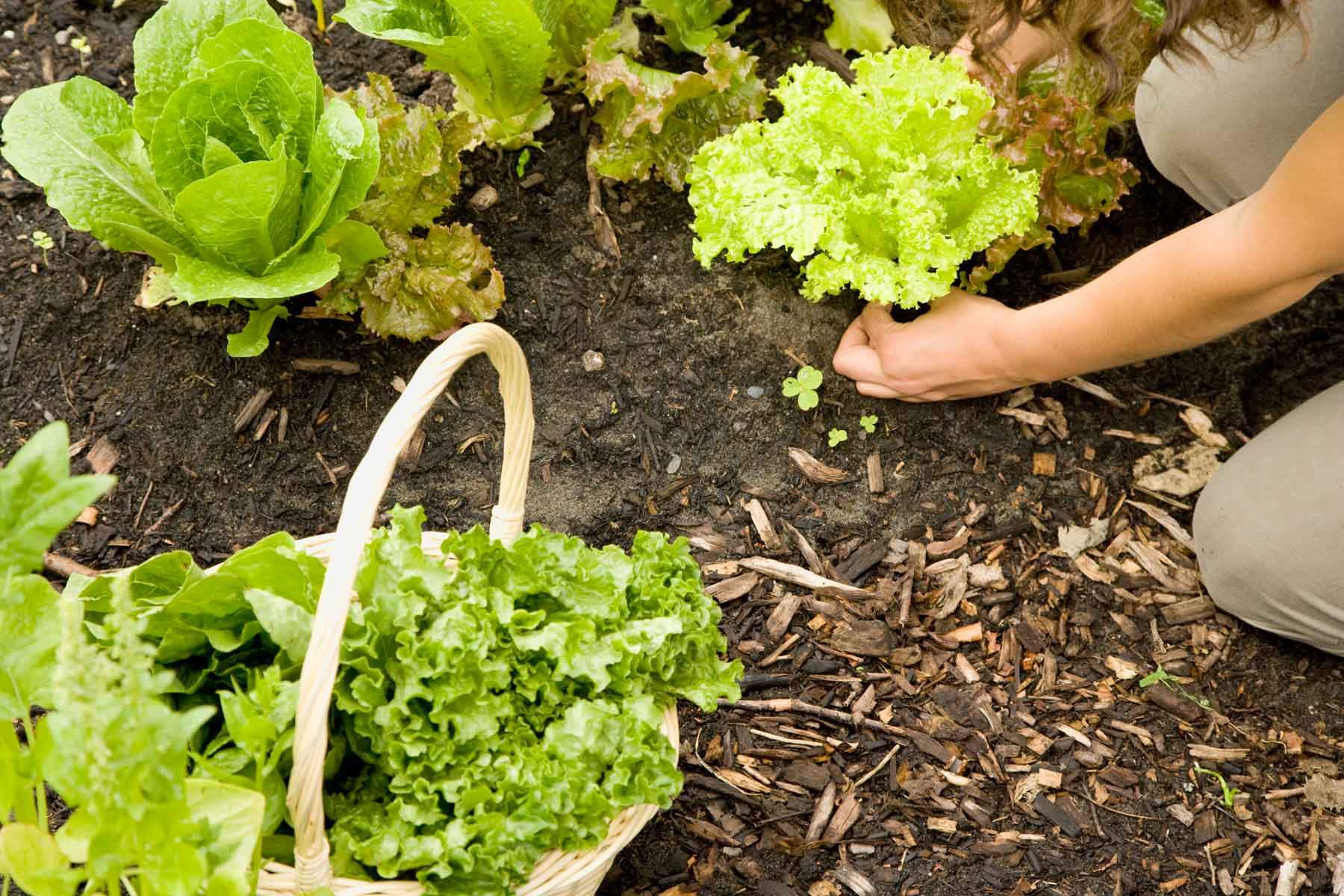 How To Plant Lettuce Seeds