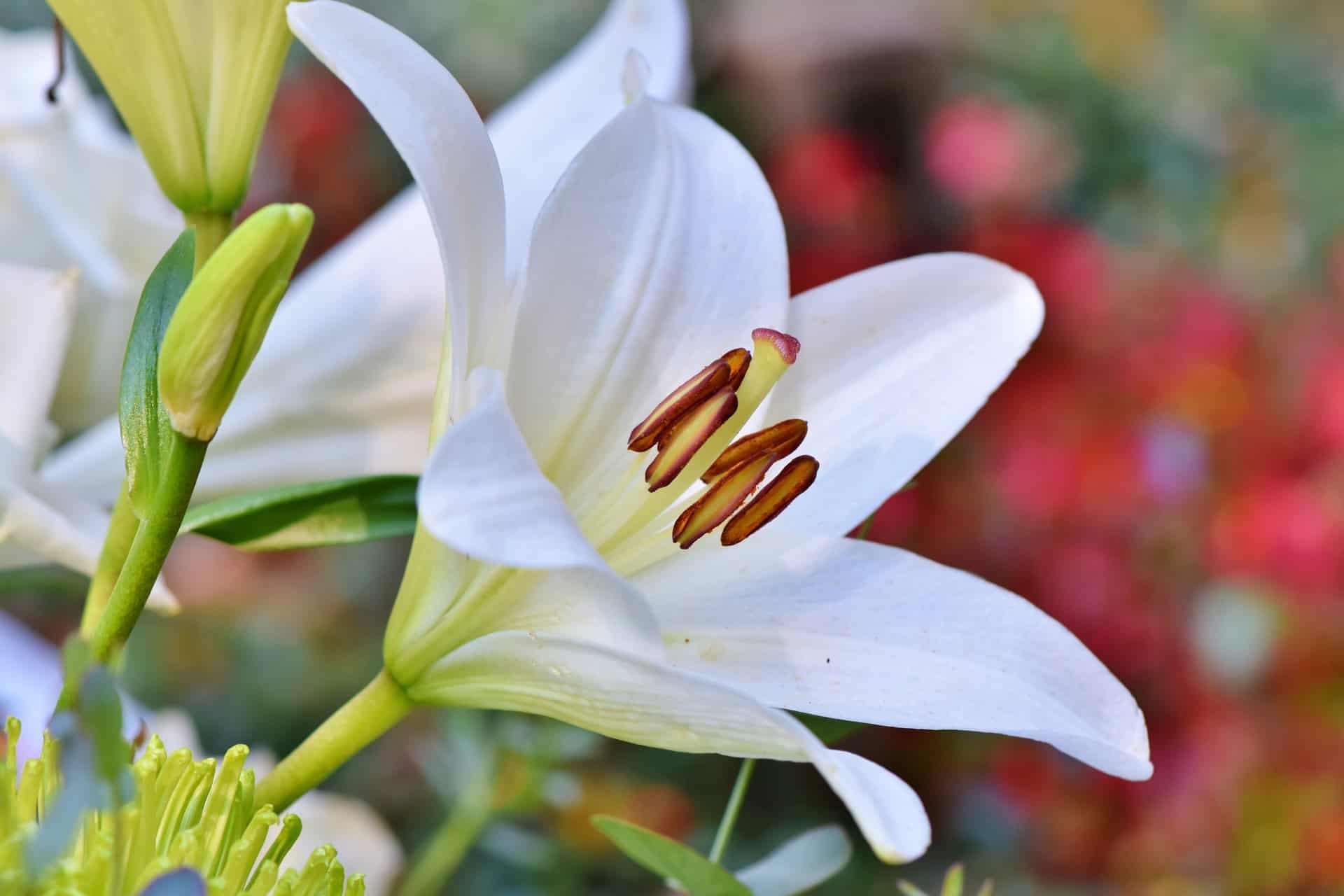 How To Plant Lily Seeds