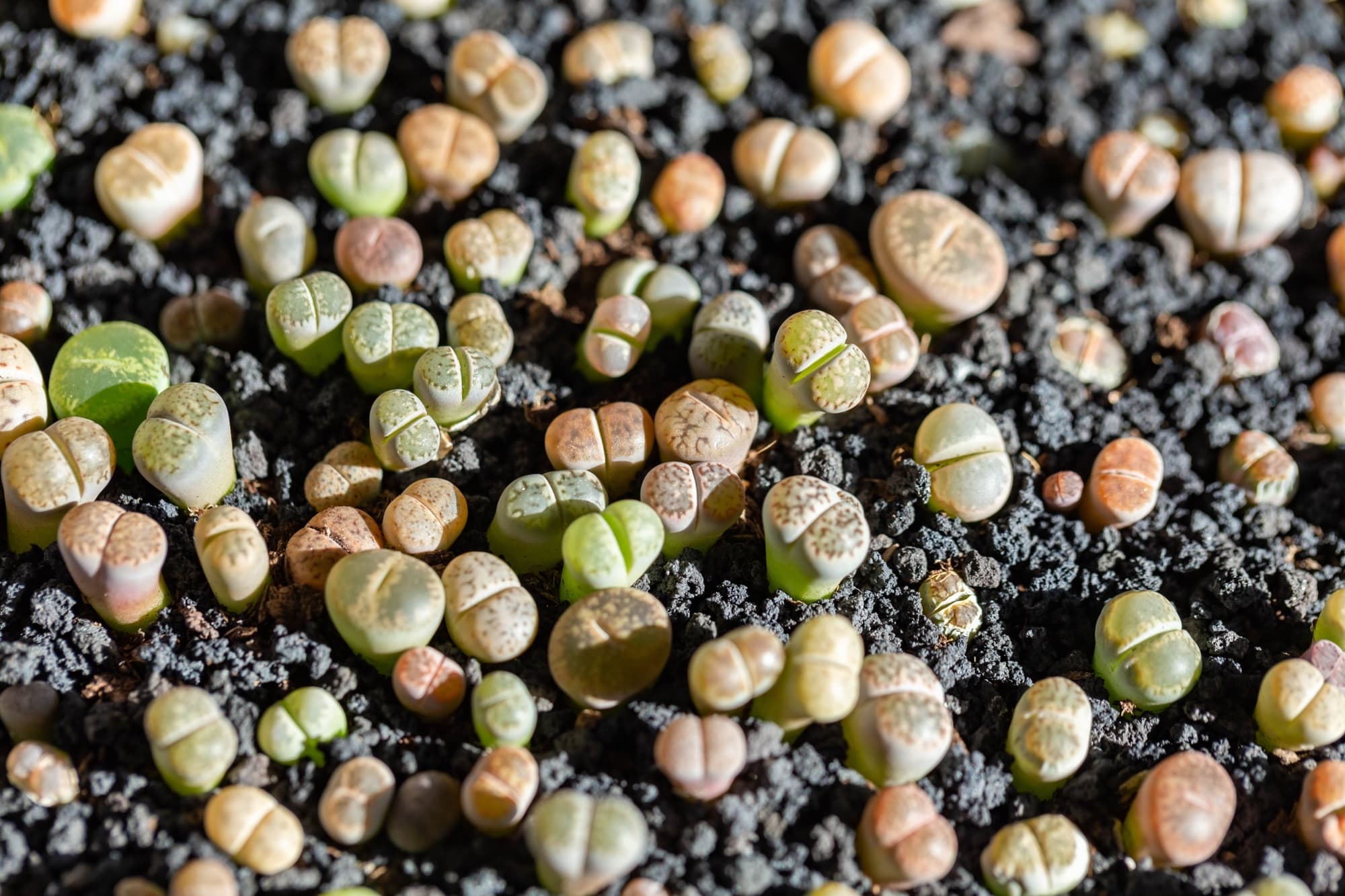 How To Plant Lithops Seeds