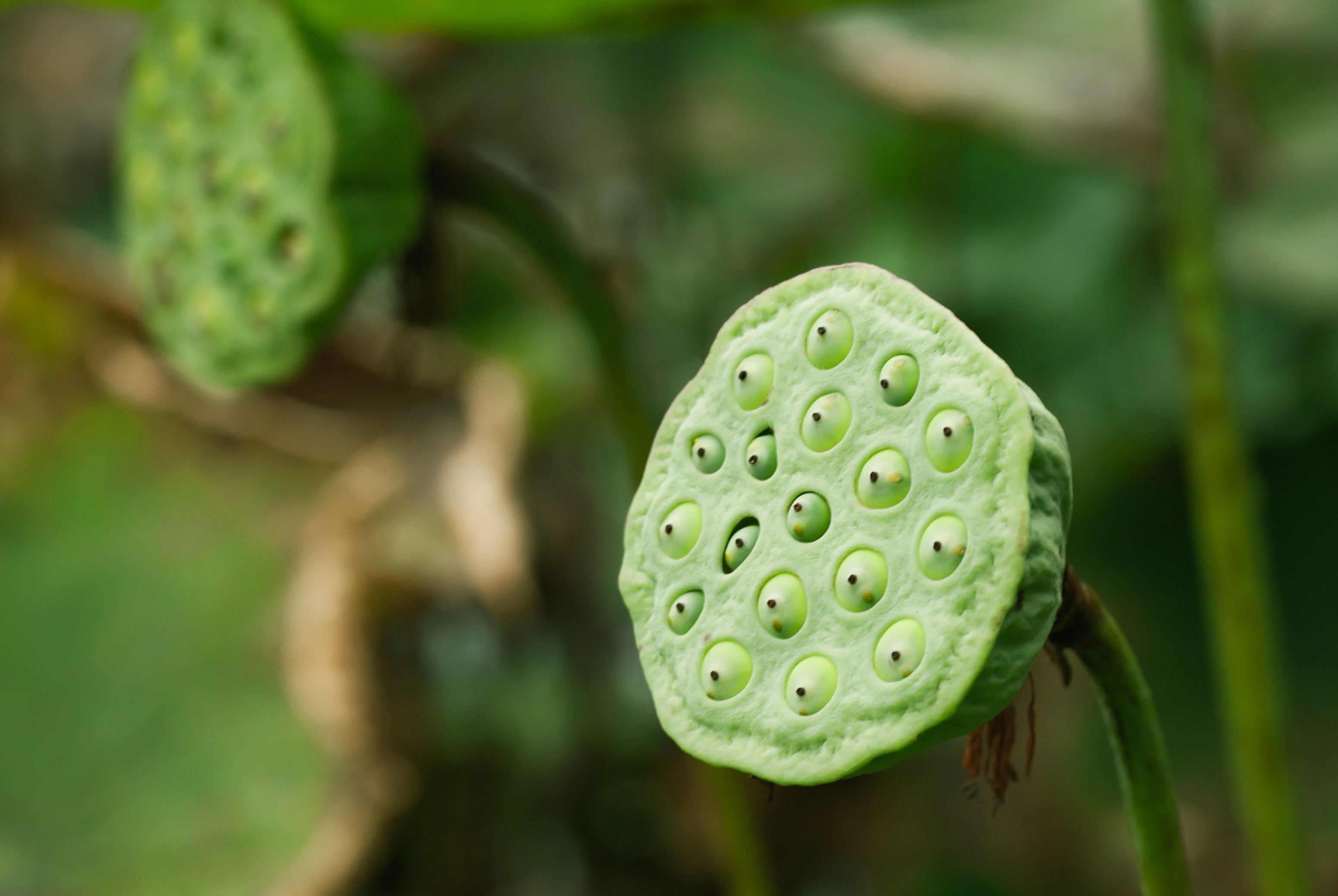 How To Plant Lotus Seeds